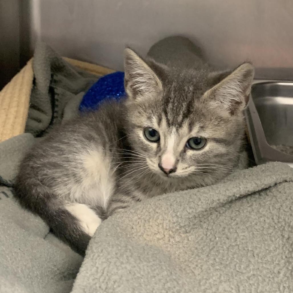 Robin, Adoptable, Kitten Male Domestic Short Hair.