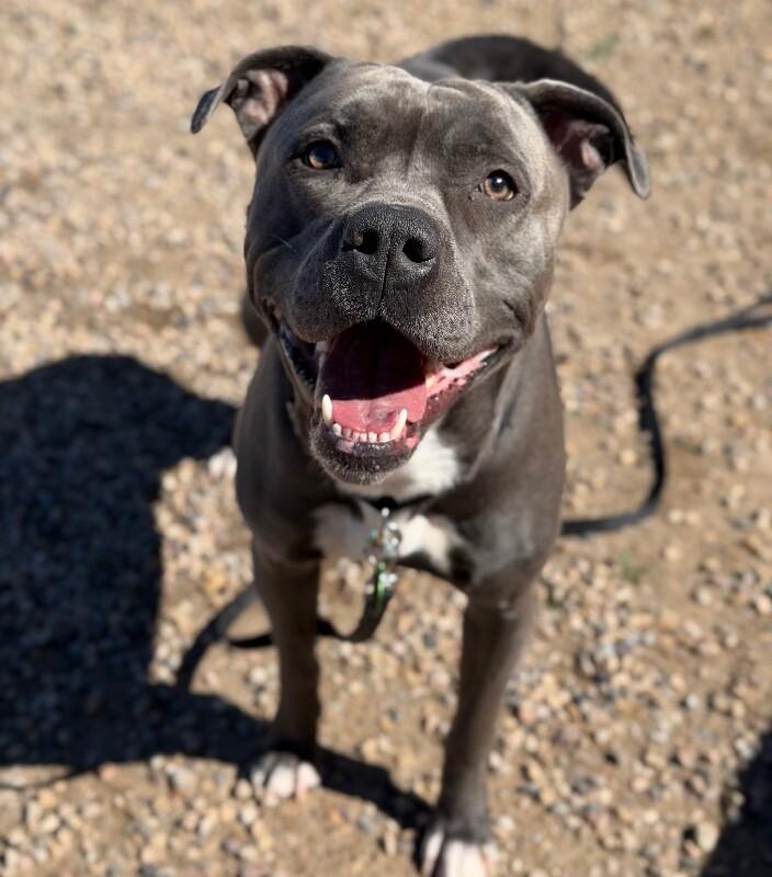Chief Wallabee, Adoptable, Adult Male Pit Bull Terrier.