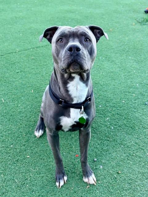 Enlarge Chief Wallabee, a Adoptable Pit Bull Terrier in Fruit Heights, UT image 2/4
