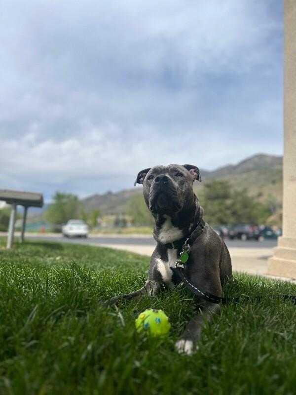 Enlarge Chief Wallabee, a Adoptable Pit Bull Terrier in Fruit Heights, UT image 3/4