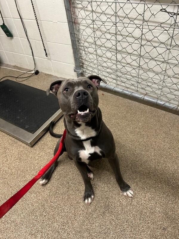 Enlarge Chief Wallabee, a Adoptable Pit Bull Terrier in Fruit Heights, UT image 4/4