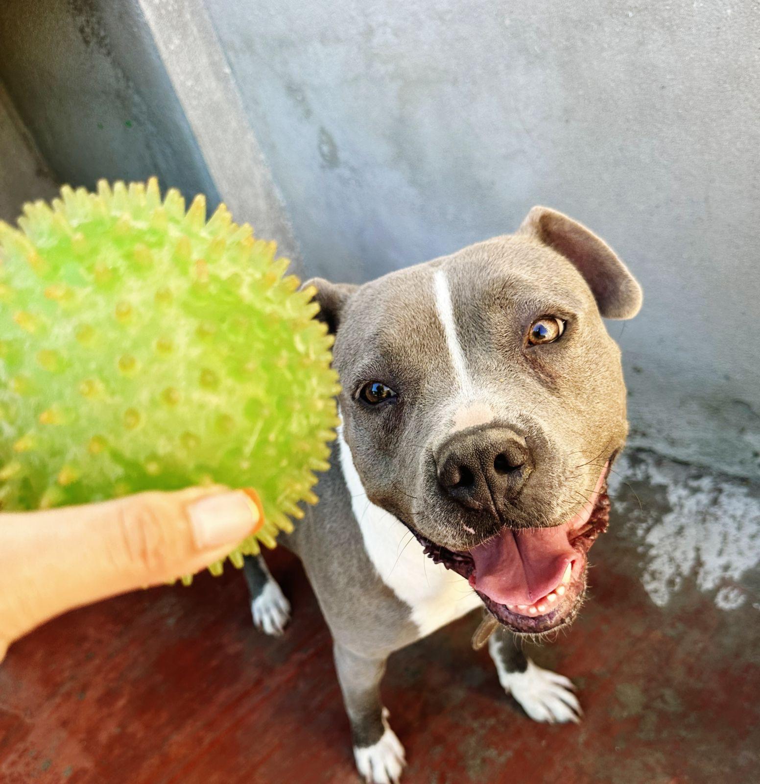 Valentina, Adopted, Adult Female Pit Bull Terrier.