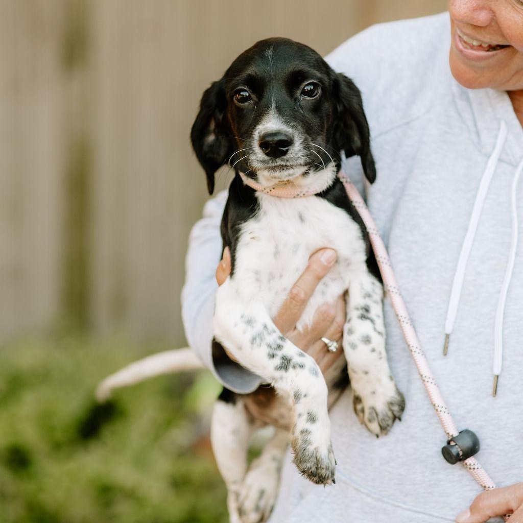 Qantas, Adoptable, Puppy Male Cockapoo & Beagle.
