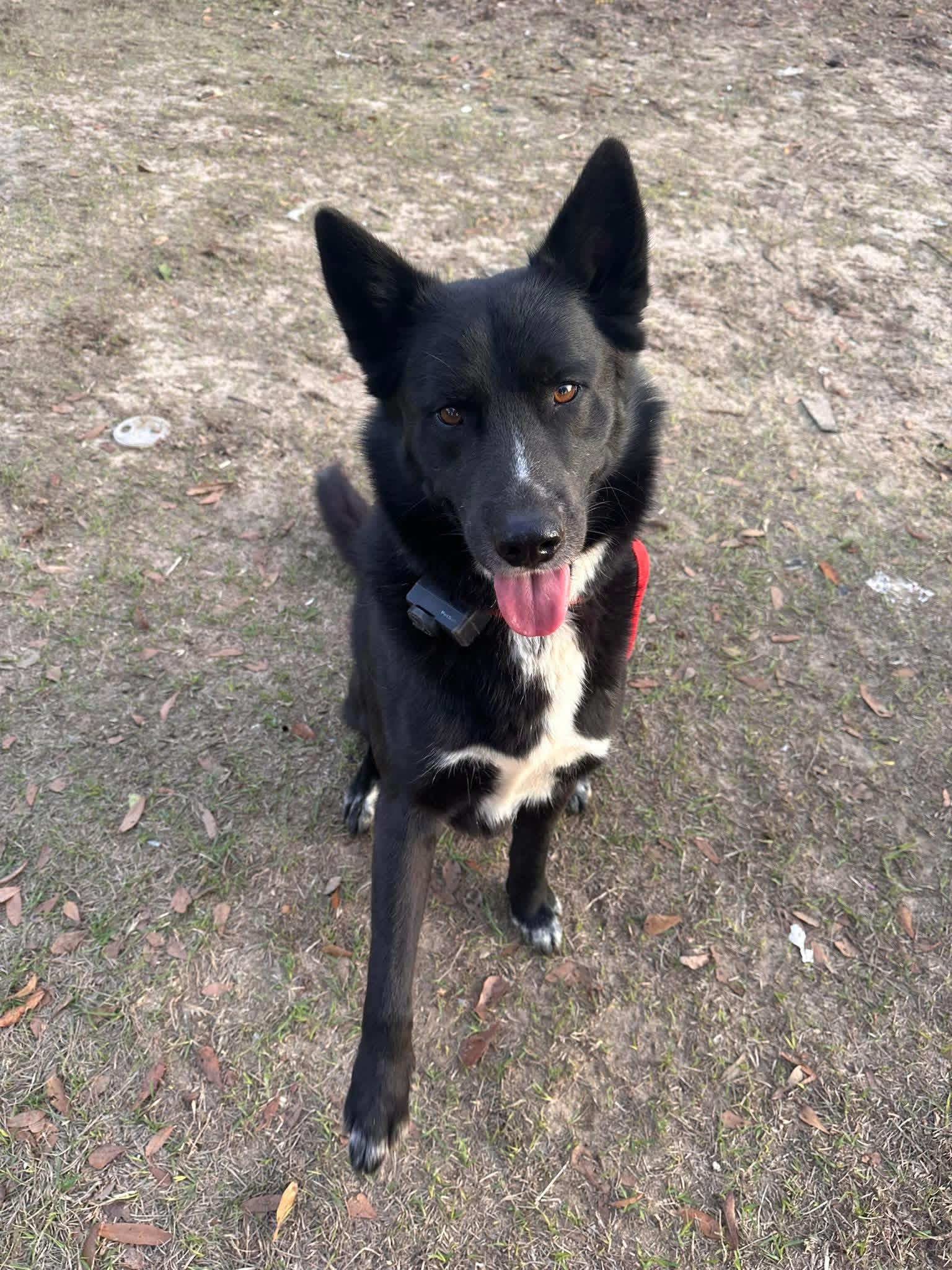Enlarge Courtesy - Togo, a ADOPTABLE mixed breed in Mobile, AL image 1/2