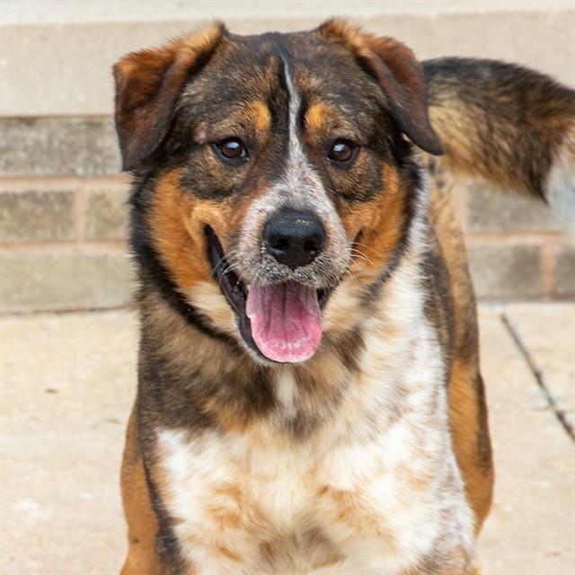 Enlarge SAM, a Adoptable mixed breed in Saint Louis, MO image 1/1