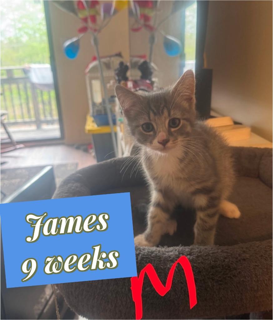 James (O), Adoptable, Kitten Male Domestic Short Hair.