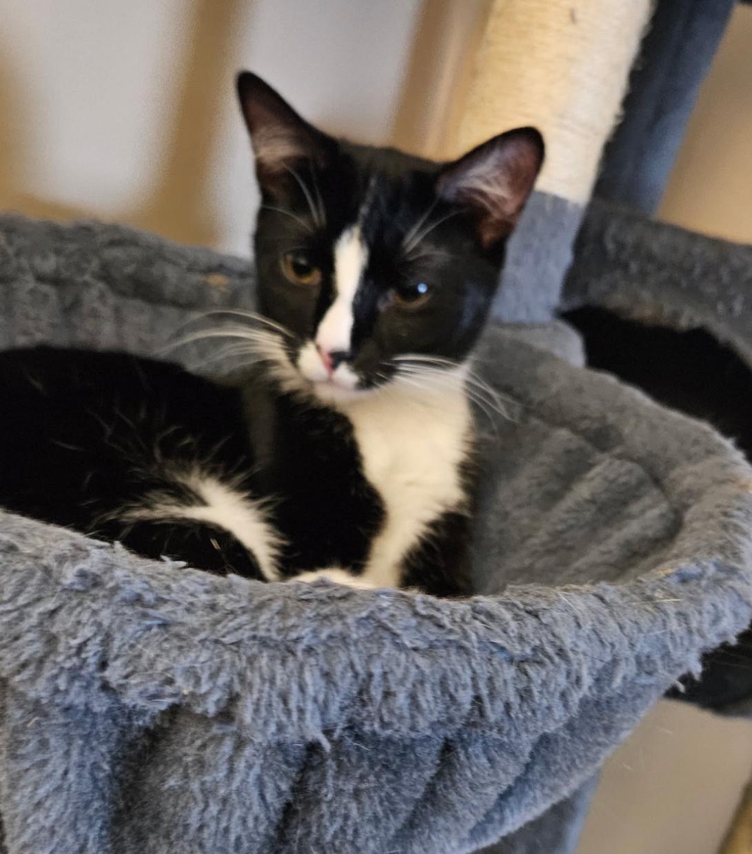 BLAZE, a Adoptable Domestic Short Hair in Spotswood, NJ image 1/5