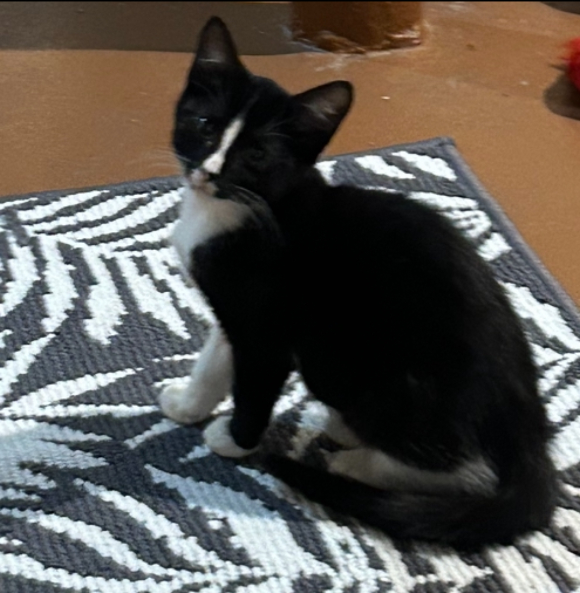 BLAZE, a Adoptable Domestic Short Hair in Spotswood, NJ image 3/5