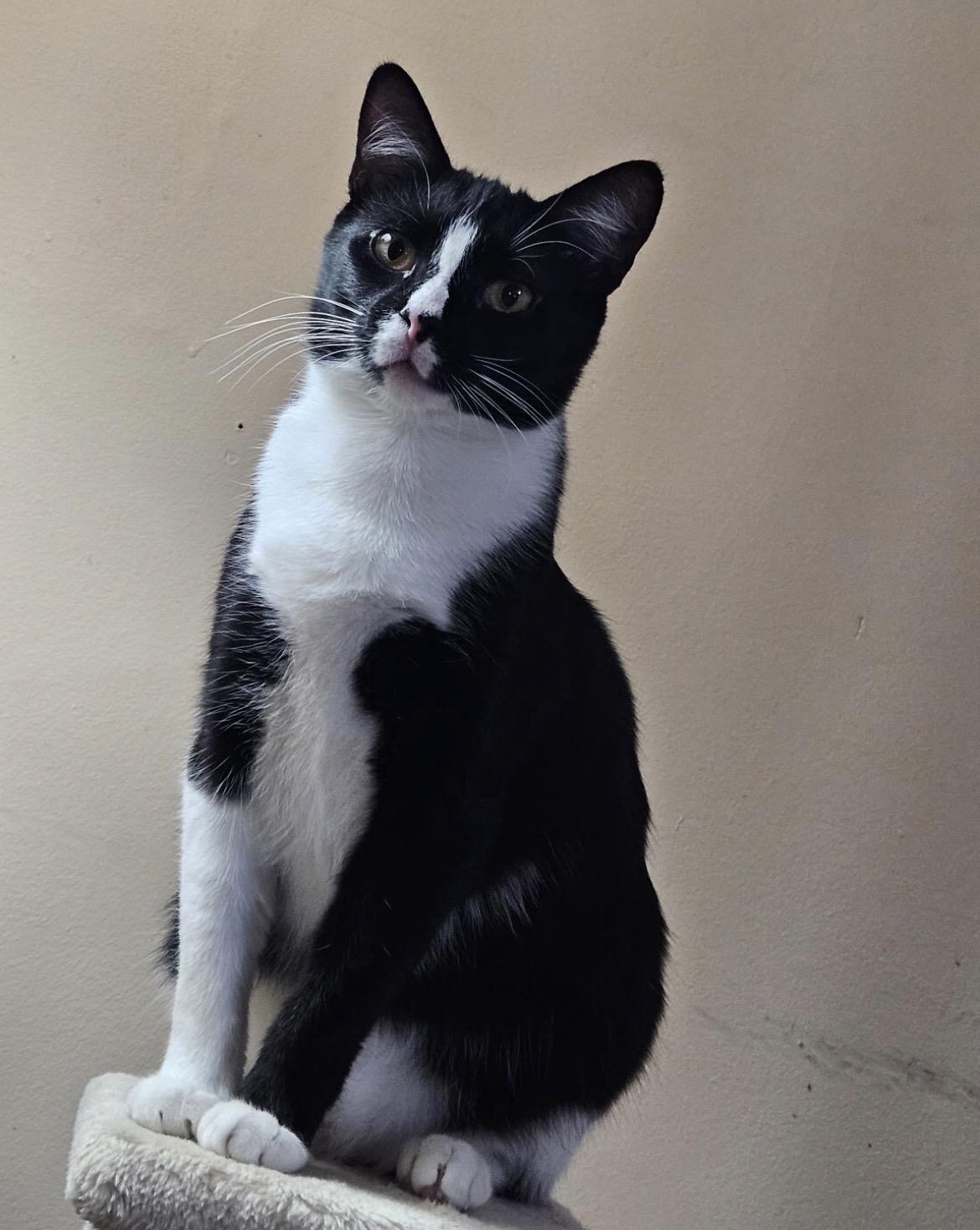 BLAZE, Adoptable, Young Female Domestic Short Hair.