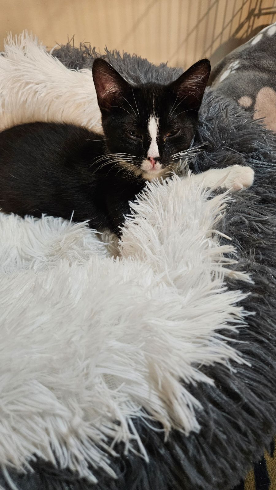 BLAZE, a Adoptable Domestic Short Hair in Spotswood, NJ image 4/5