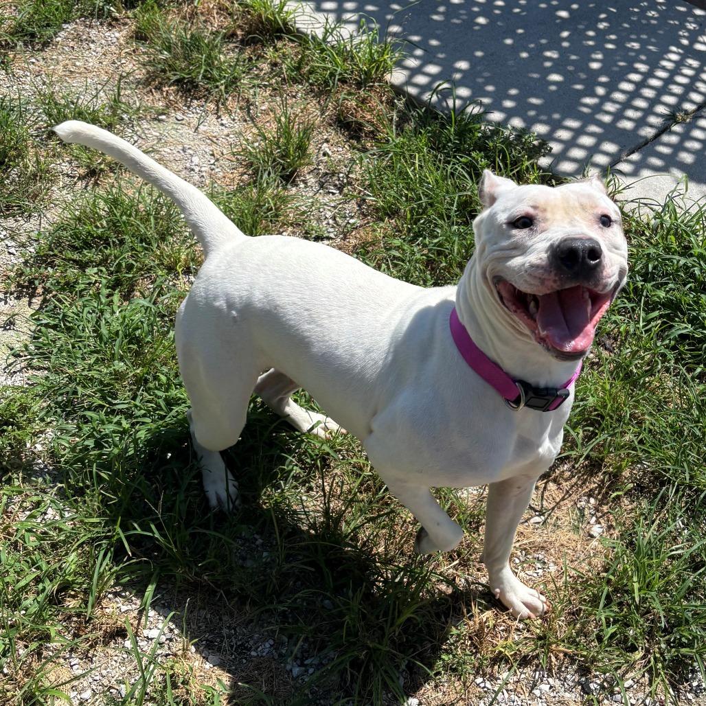 freyja, Adoptable, Adult Female Pit Bull Terrier.