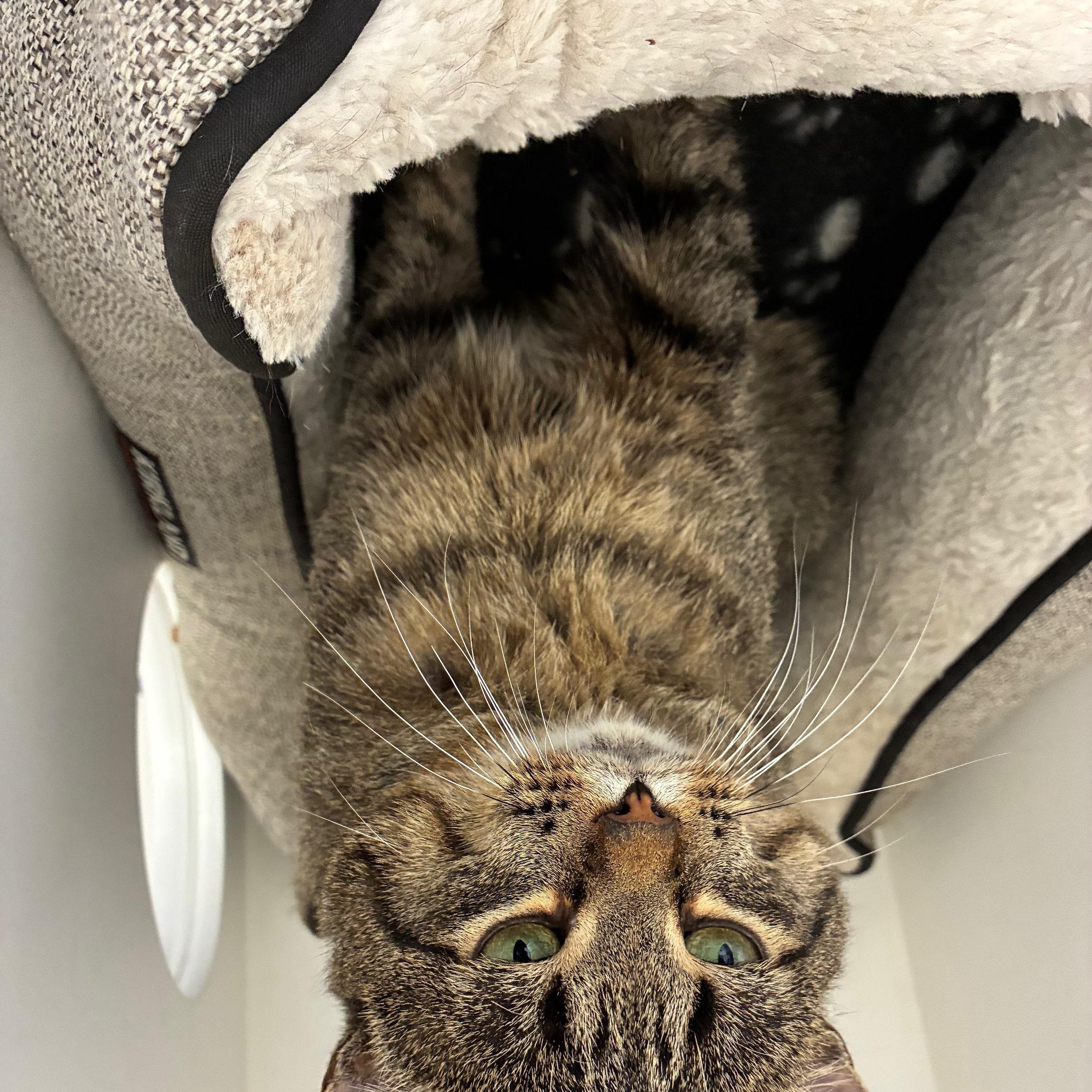 Enlarge Earl Grey, a Adoptable Domestic Short Hair in St Thomas, ON image 5/6