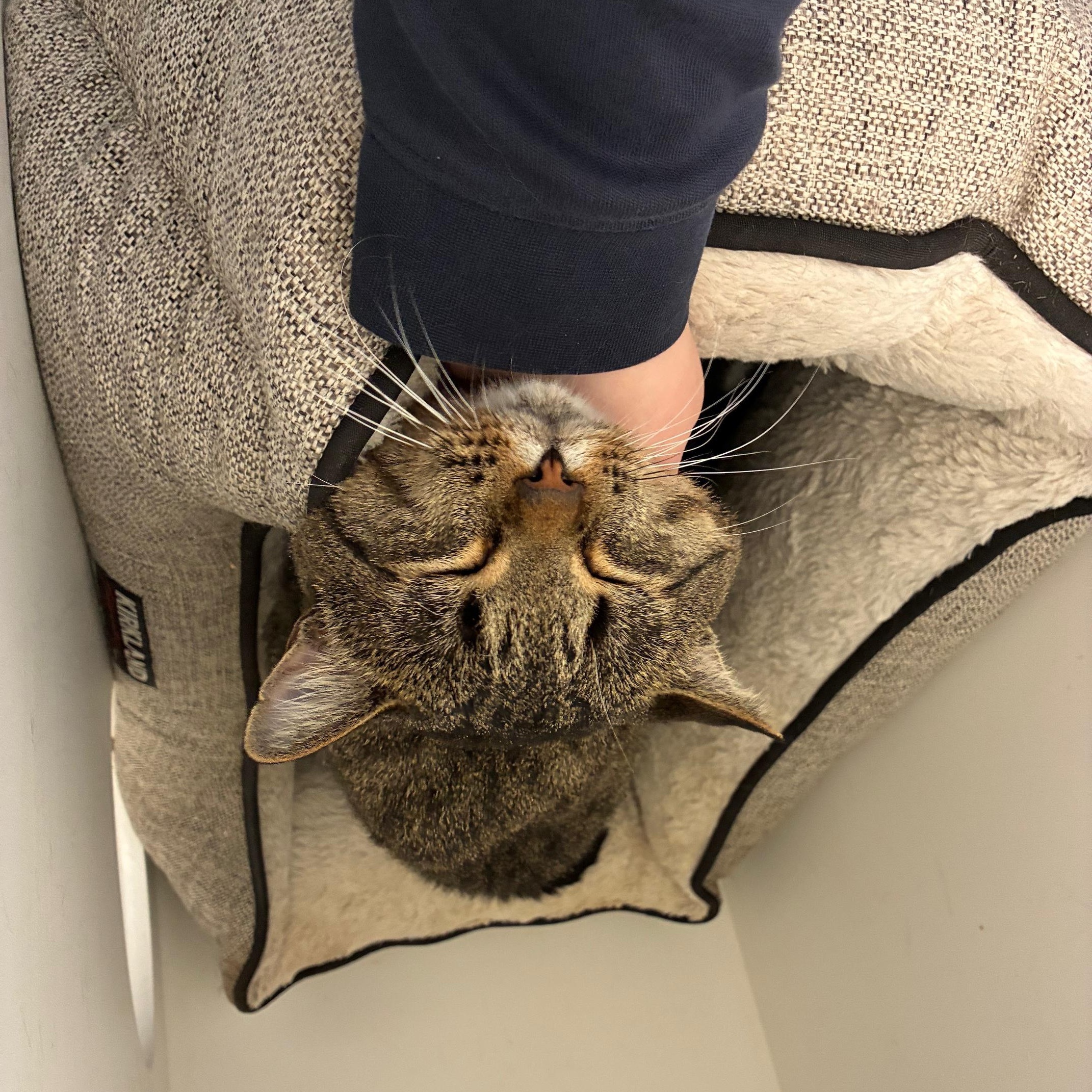 Enlarge Earl Grey, a Adoptable Domestic Short Hair in St Thomas, ON image 4/6