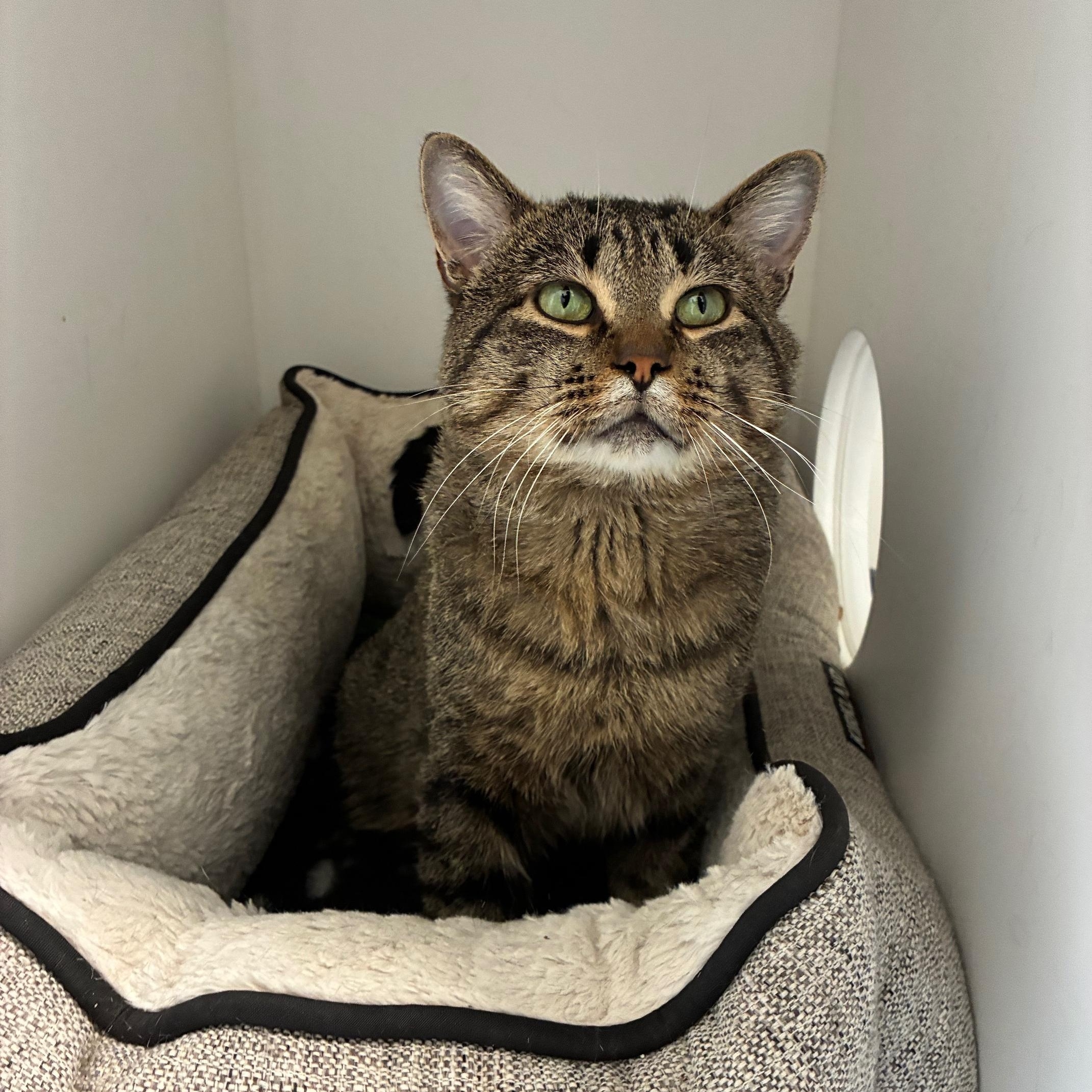 Enlarge Earl Grey, a Adoptable Domestic Short Hair in St Thomas, ON image 6/6