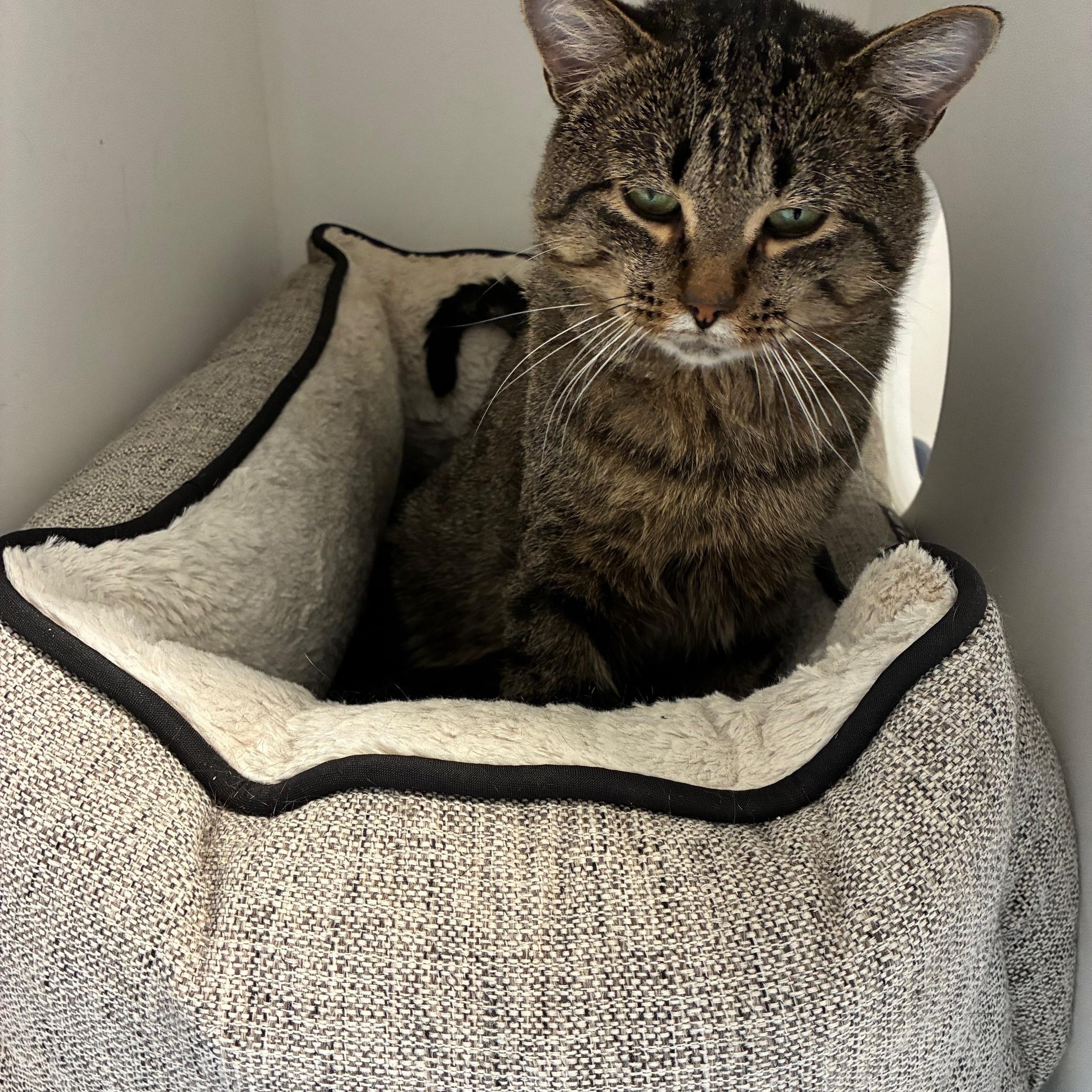 Earl Grey, Adoptable, Adult Male Domestic Short Hair.