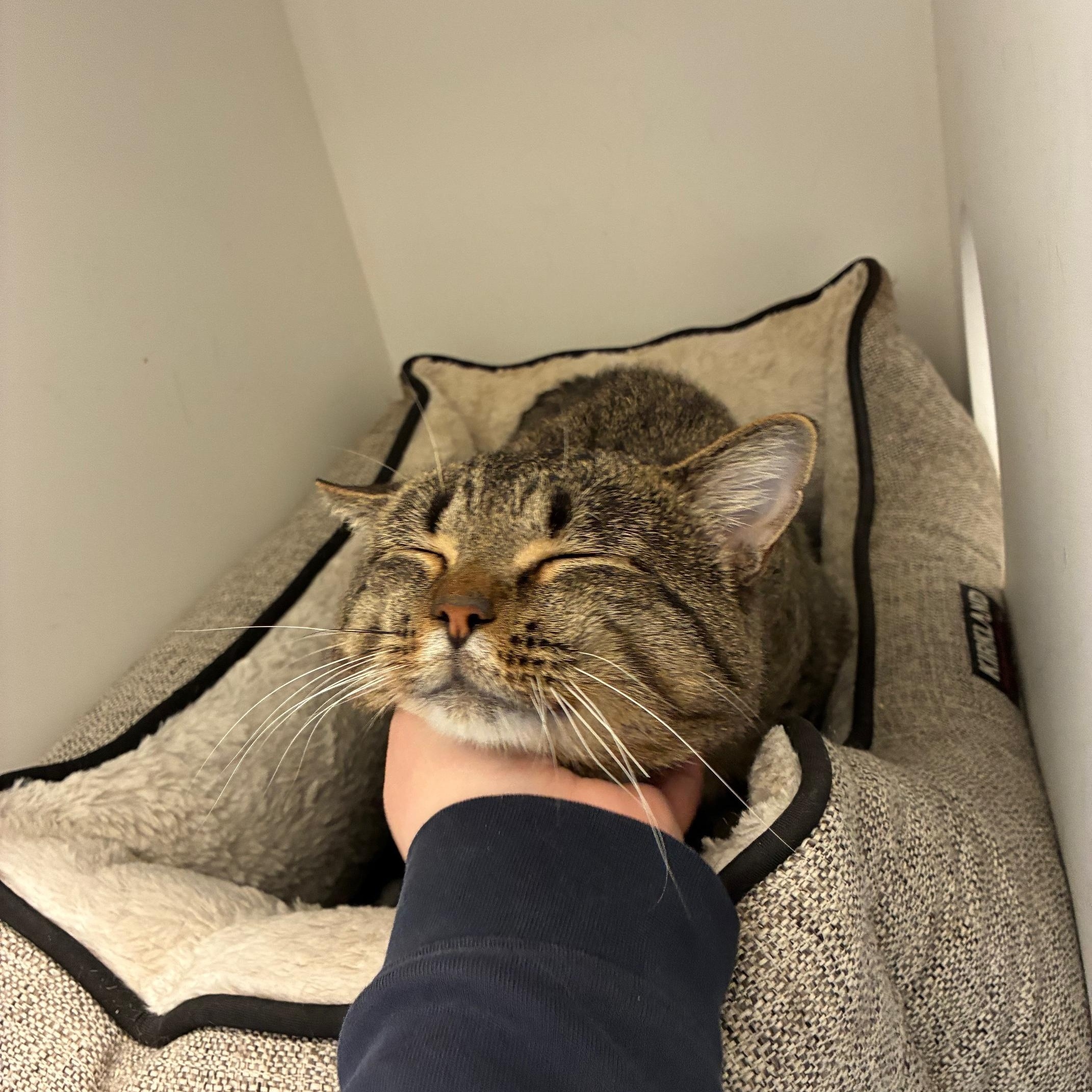 Enlarge Earl Grey, a Adoptable Domestic Short Hair in St Thomas, ON image 2/6