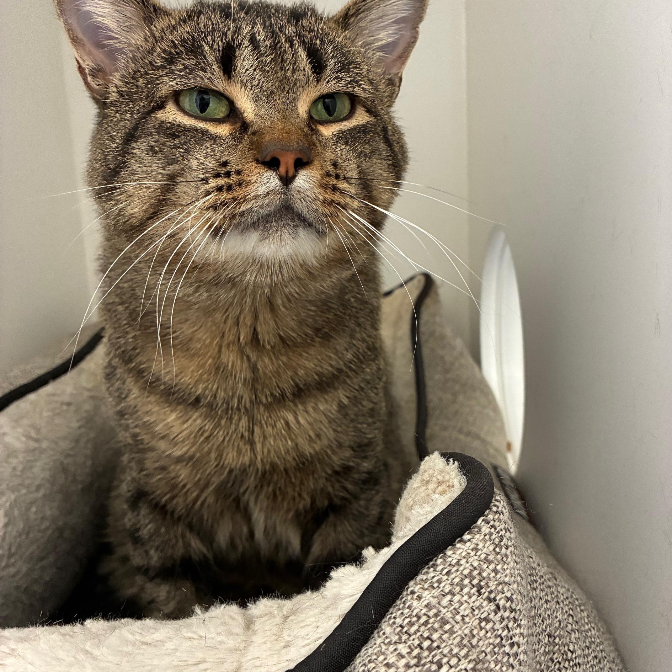 Enlarge Earl Grey, a Adoptable Domestic Short Hair in St Thomas, ON image 3/6