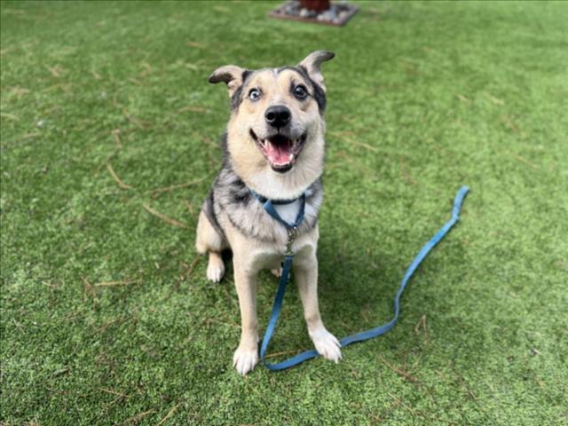 Enlarge AUGIE, a Adoptable mixed breed in Van Nuys, CA image 1/2