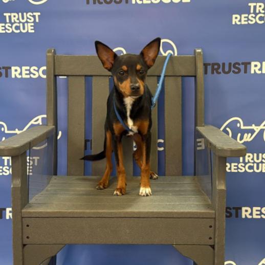 JODIE, Adoptable, Young Female Miniature Pinscher.