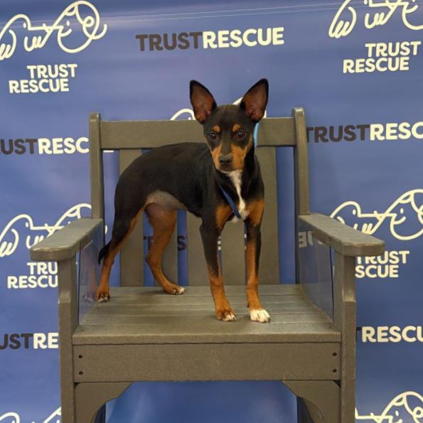 Enlarge JODIE, a Adoptable mixed breed in Atco, NJ image 2/5