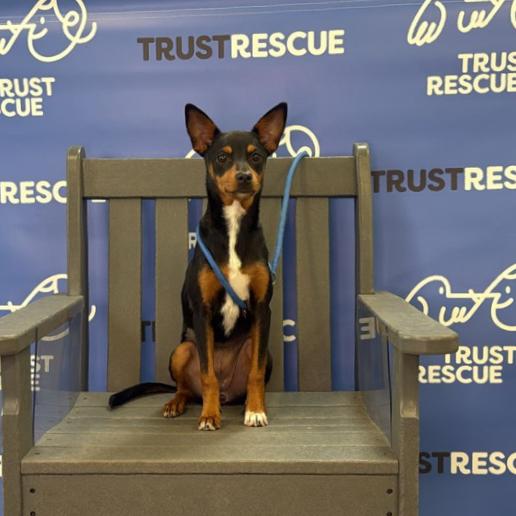 Enlarge JODIE, a Adoptable mixed breed in Atco, NJ image 3/5