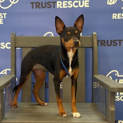 Enlarge JODIE, a Adoptable mixed breed in Atco, NJ image 5/5