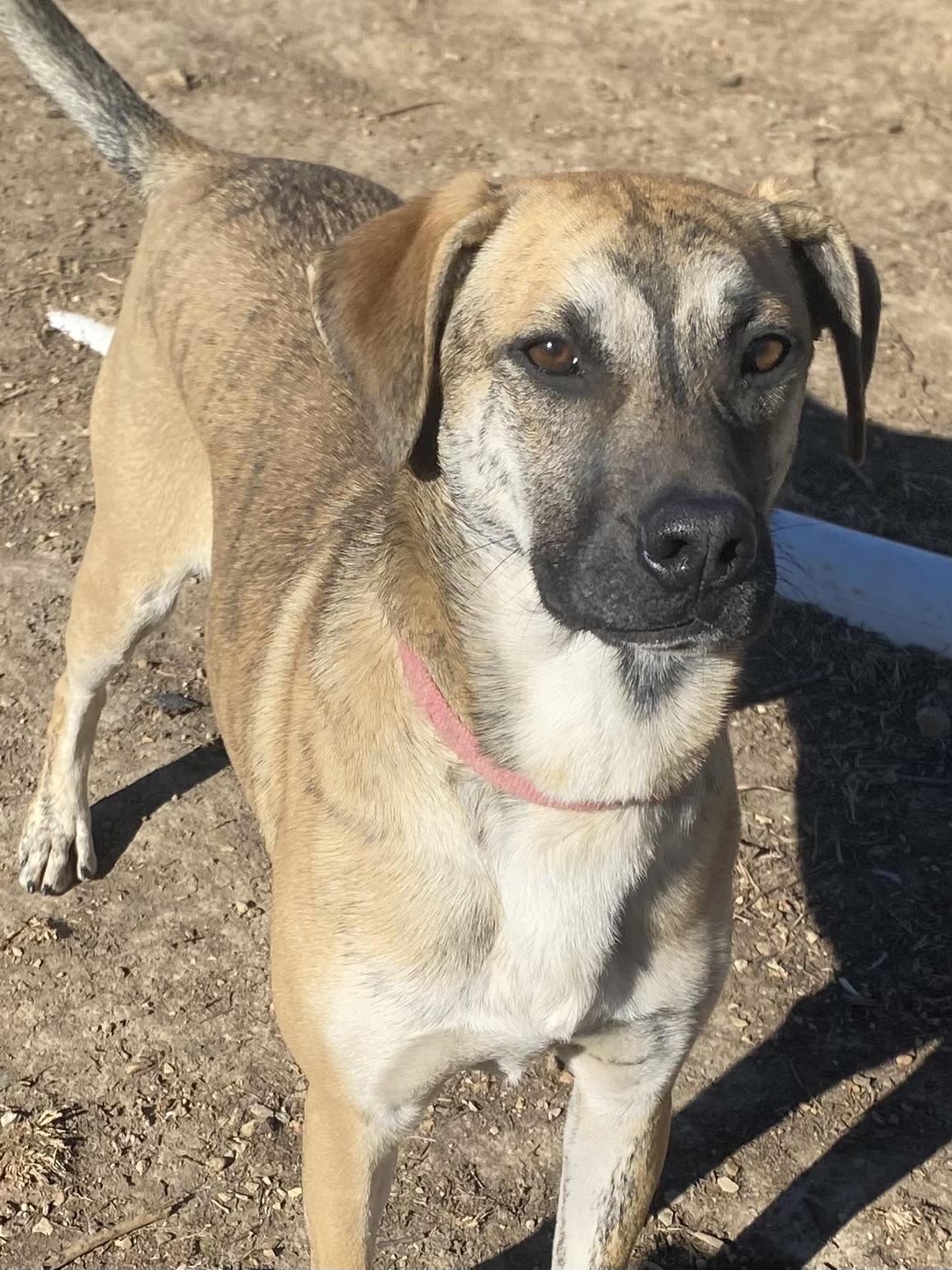 Enlarge Maddox, a Adoptable mixed breed in Farmington, MO image 1/6