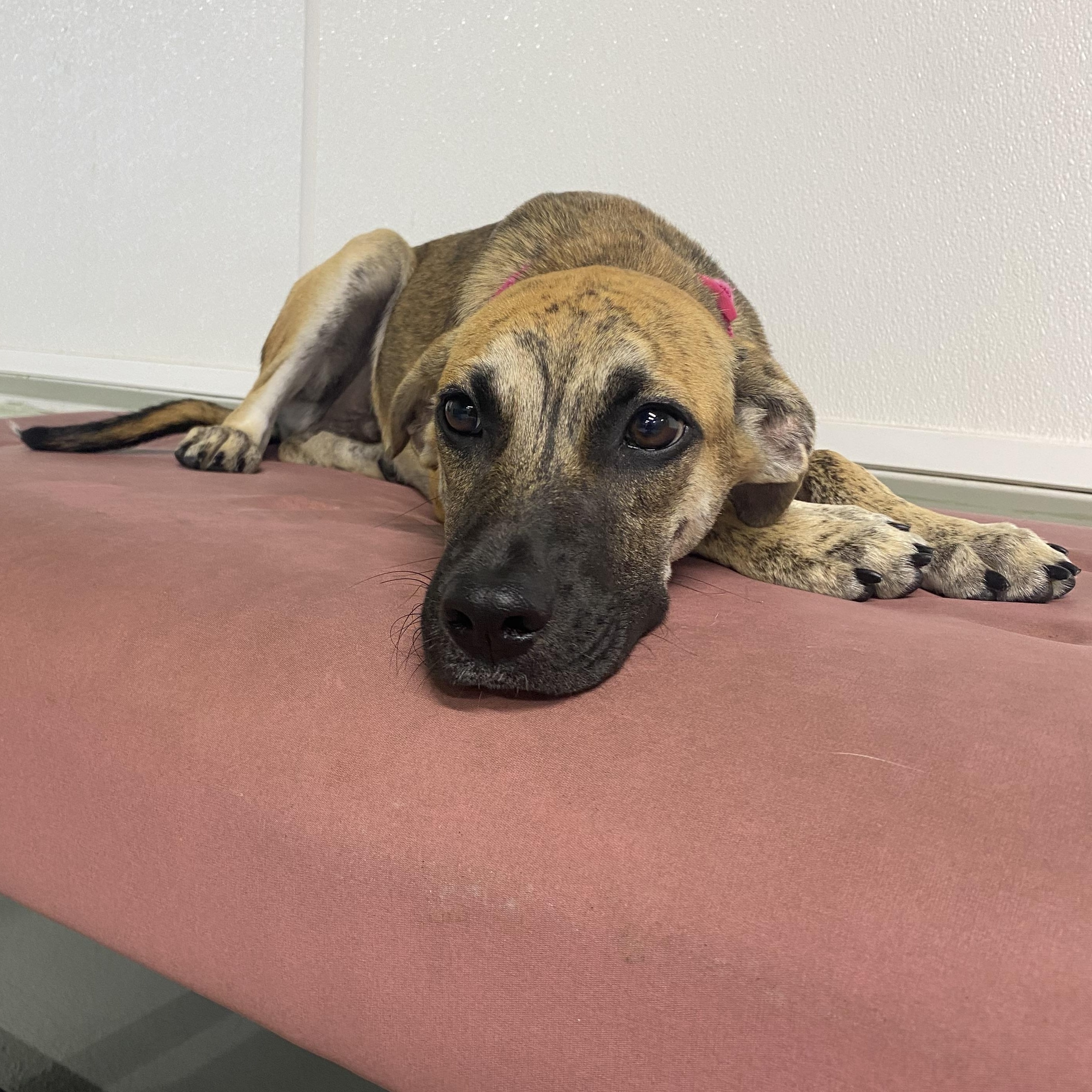 Enlarge Maddox, a Adoptable mixed breed in Farmington, MO image 3/3