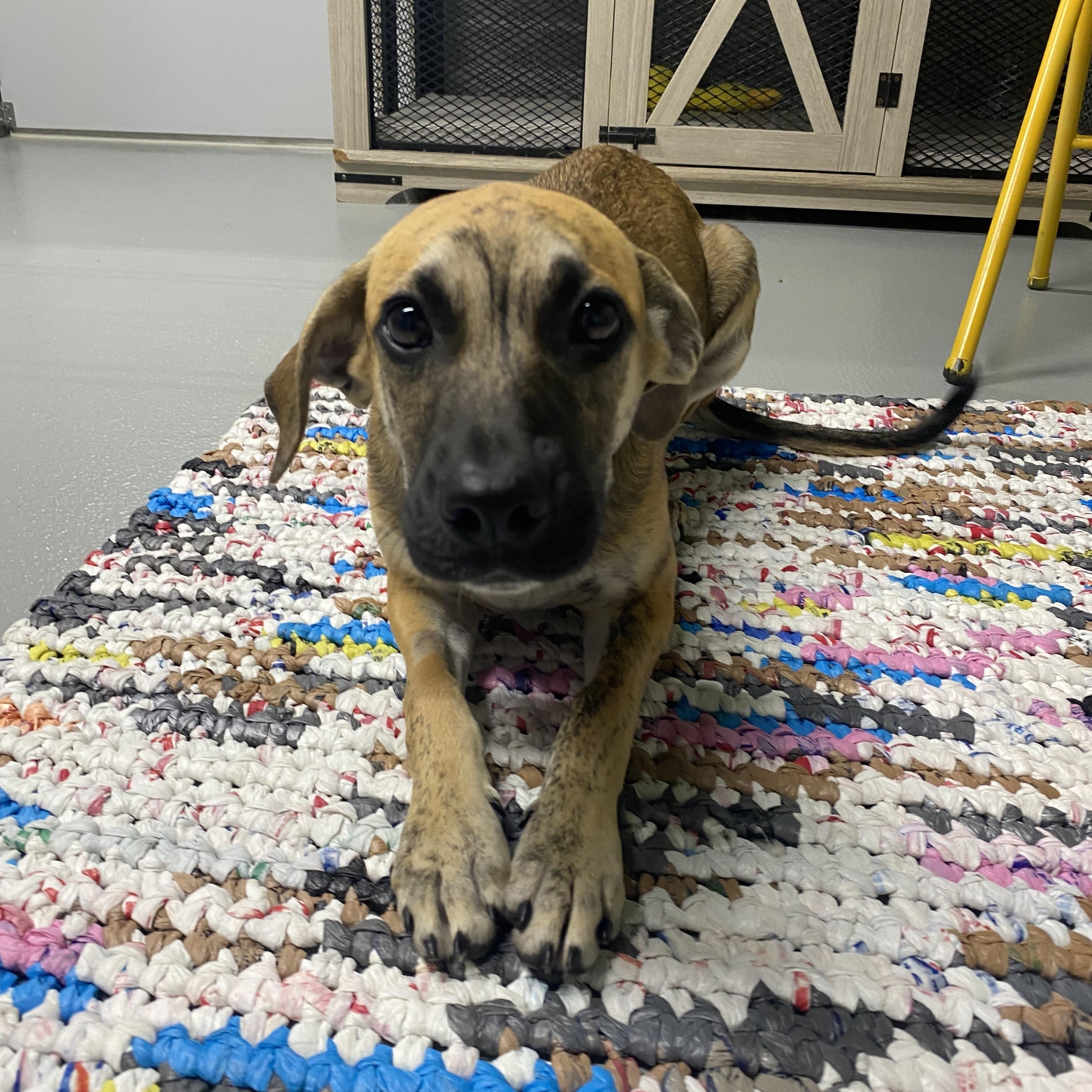 Enlarge Maddox, a Adoptable mixed breed in Farmington, MO image 1/3