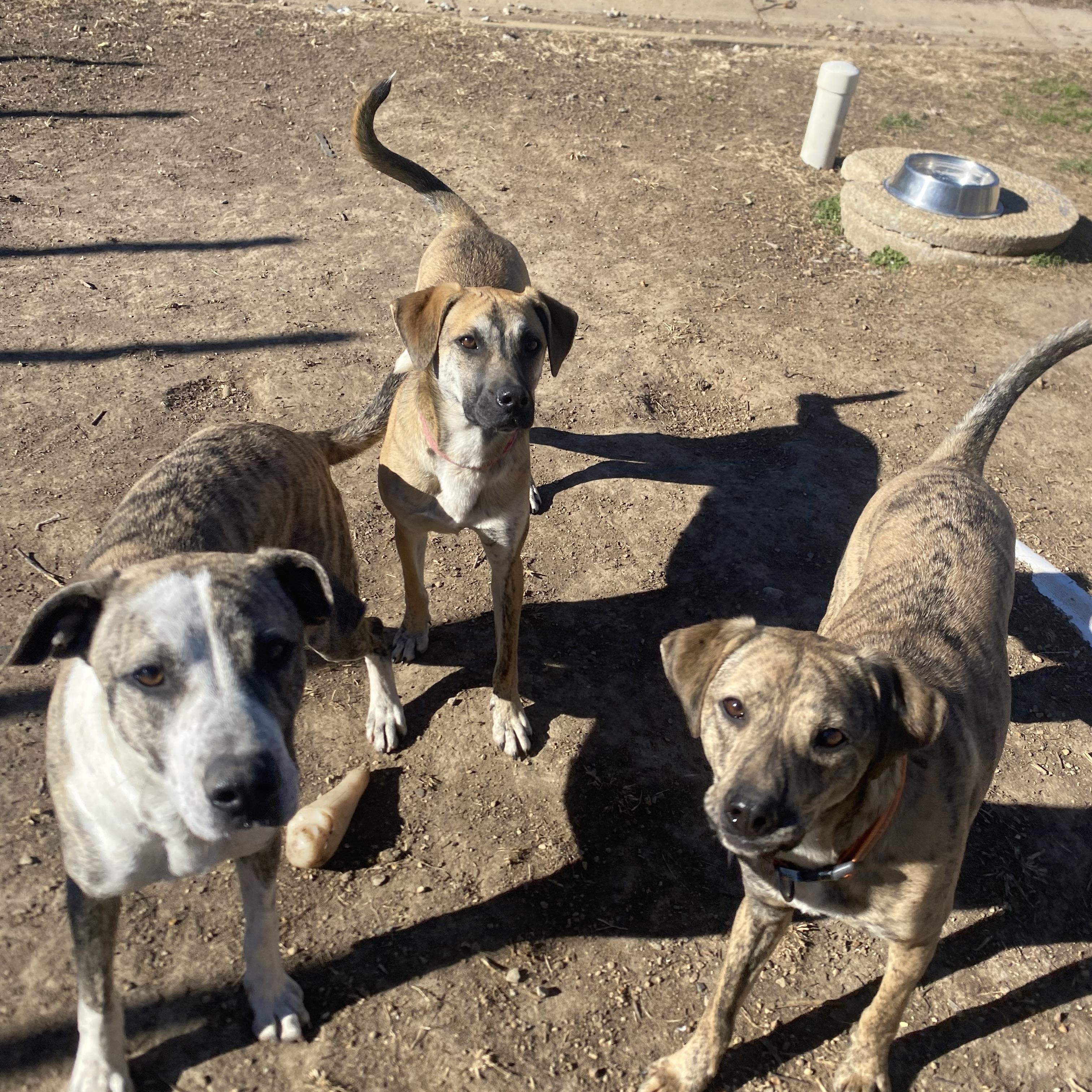 Enlarge Maddox, a Adoptable mixed breed in Farmington, MO image 5/6