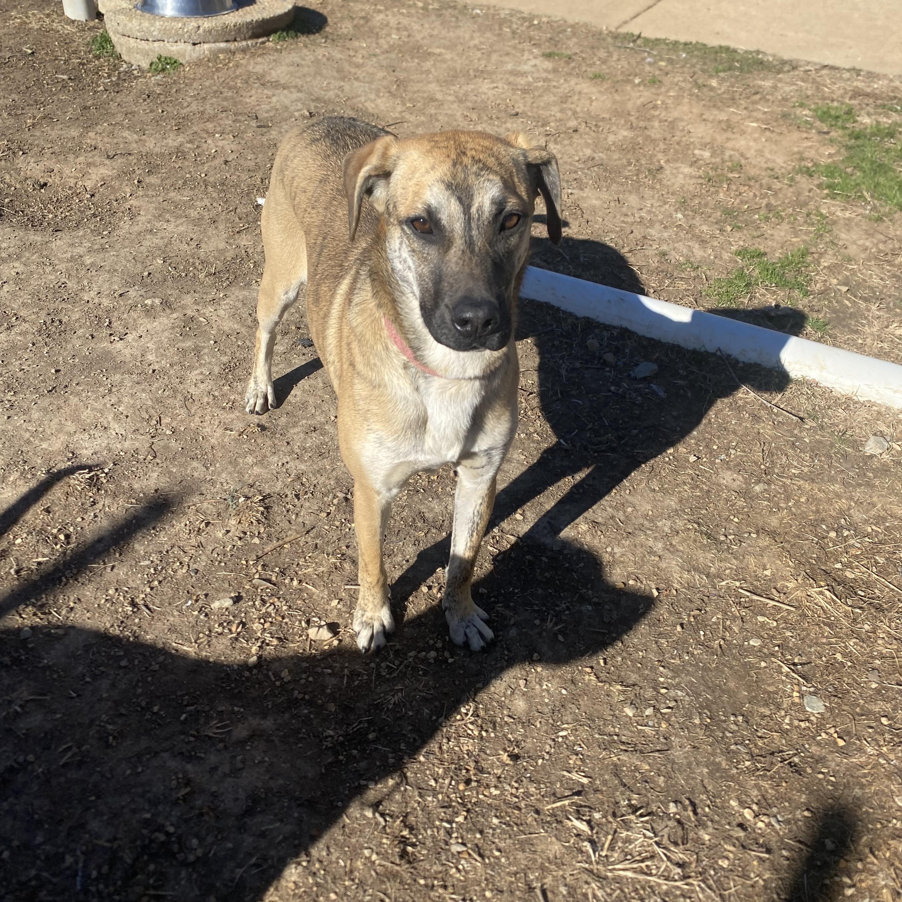 Enlarge Maddox, a Adoptable mixed breed in Farmington, MO image 6/6