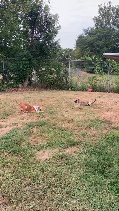 Enlarge Maddox, a Adoptable mixed breed in Farmington, MO video 2/3