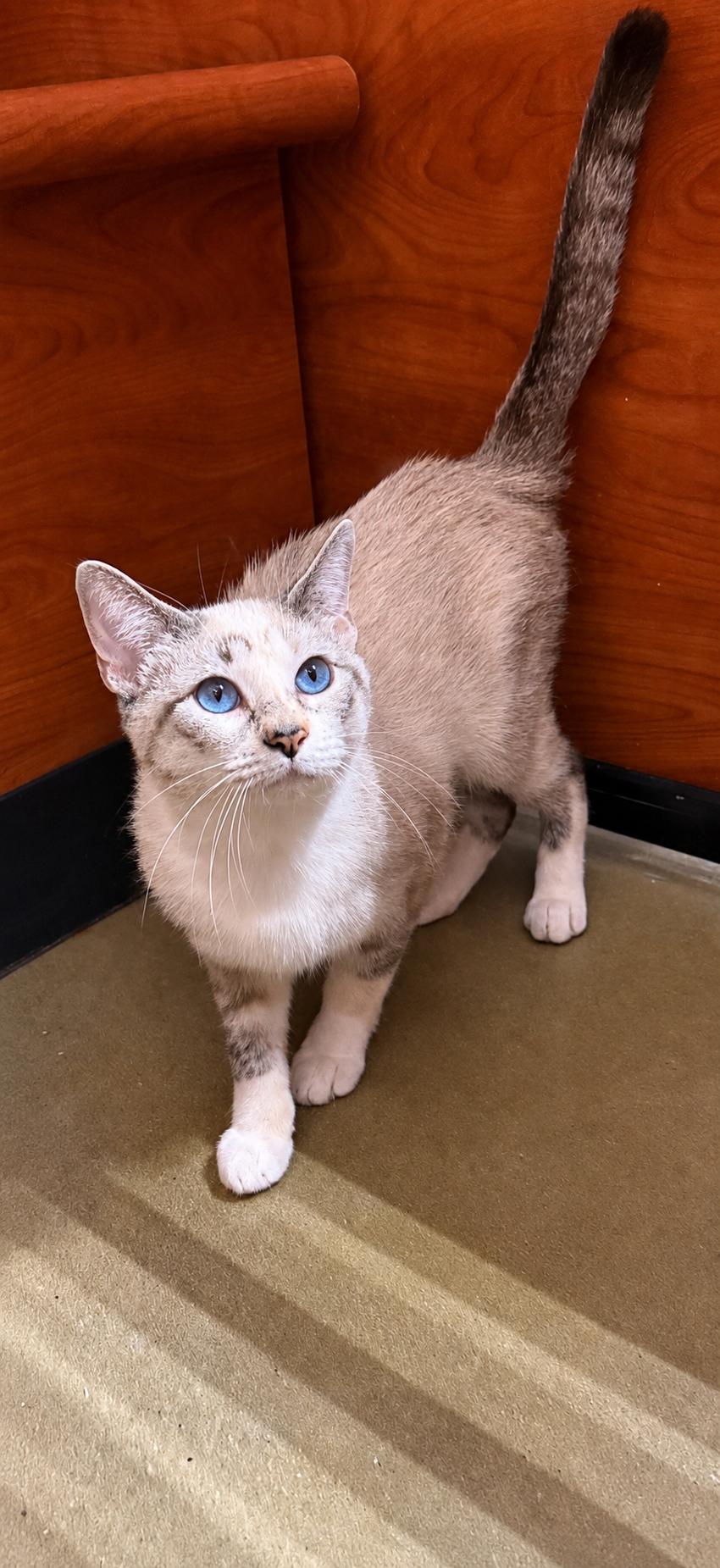 Holiday, adopted, Young Female Siamese & Domestic Short Hair.