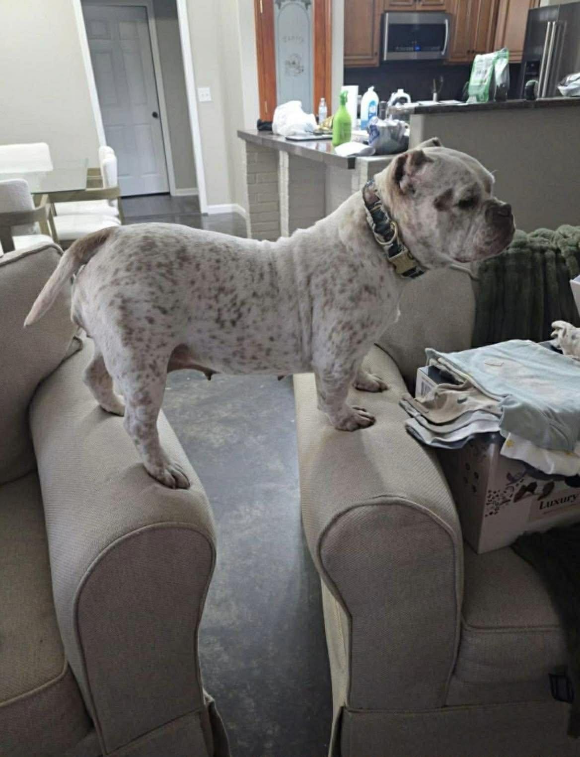 Betty , an adopted Mixed Breed in Northwood, NH image 3/4