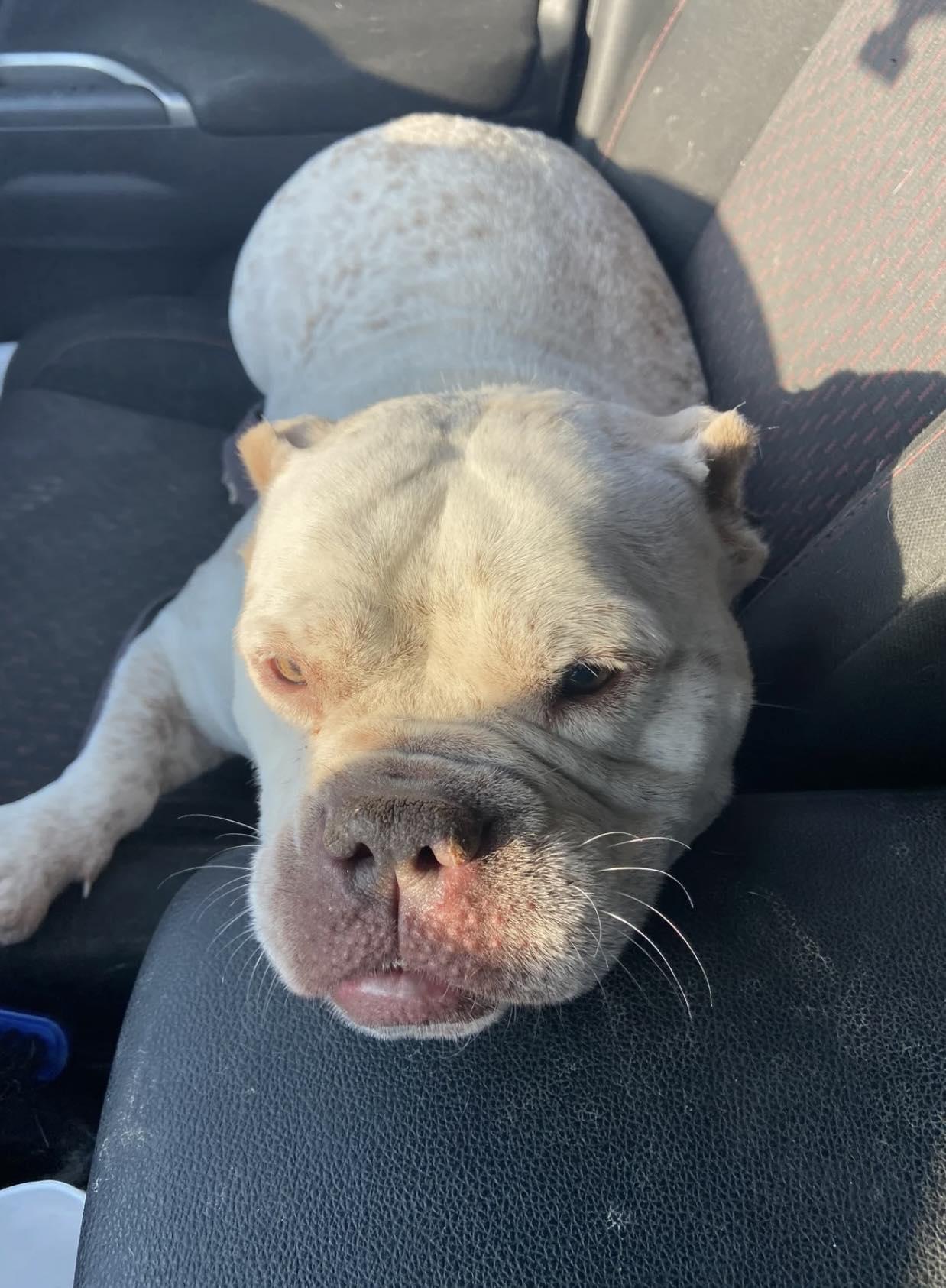 Betty , adopted, Adult Female Mixed Breed.