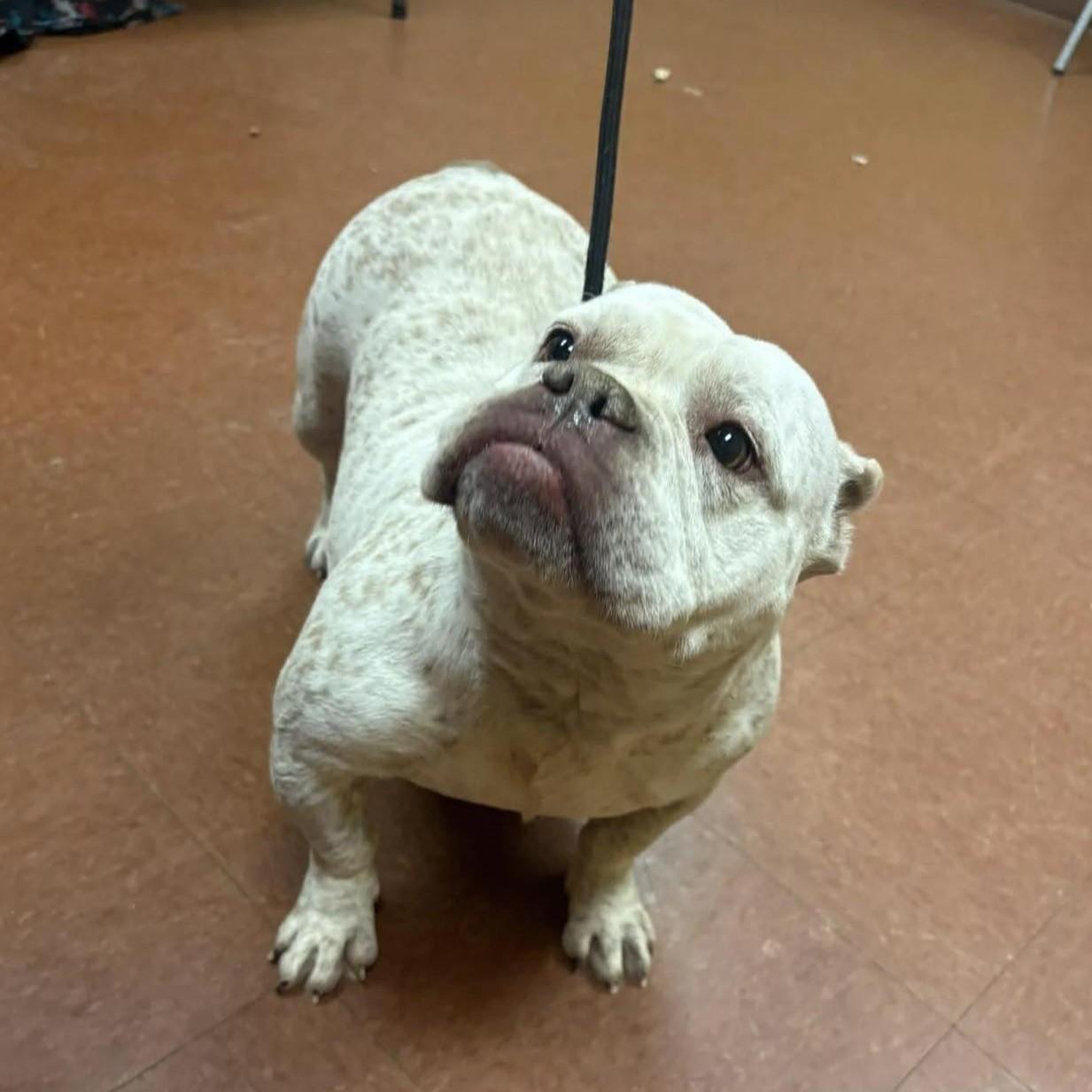 Betty , an adopted Mixed Breed in Northwood, NH image 2/4