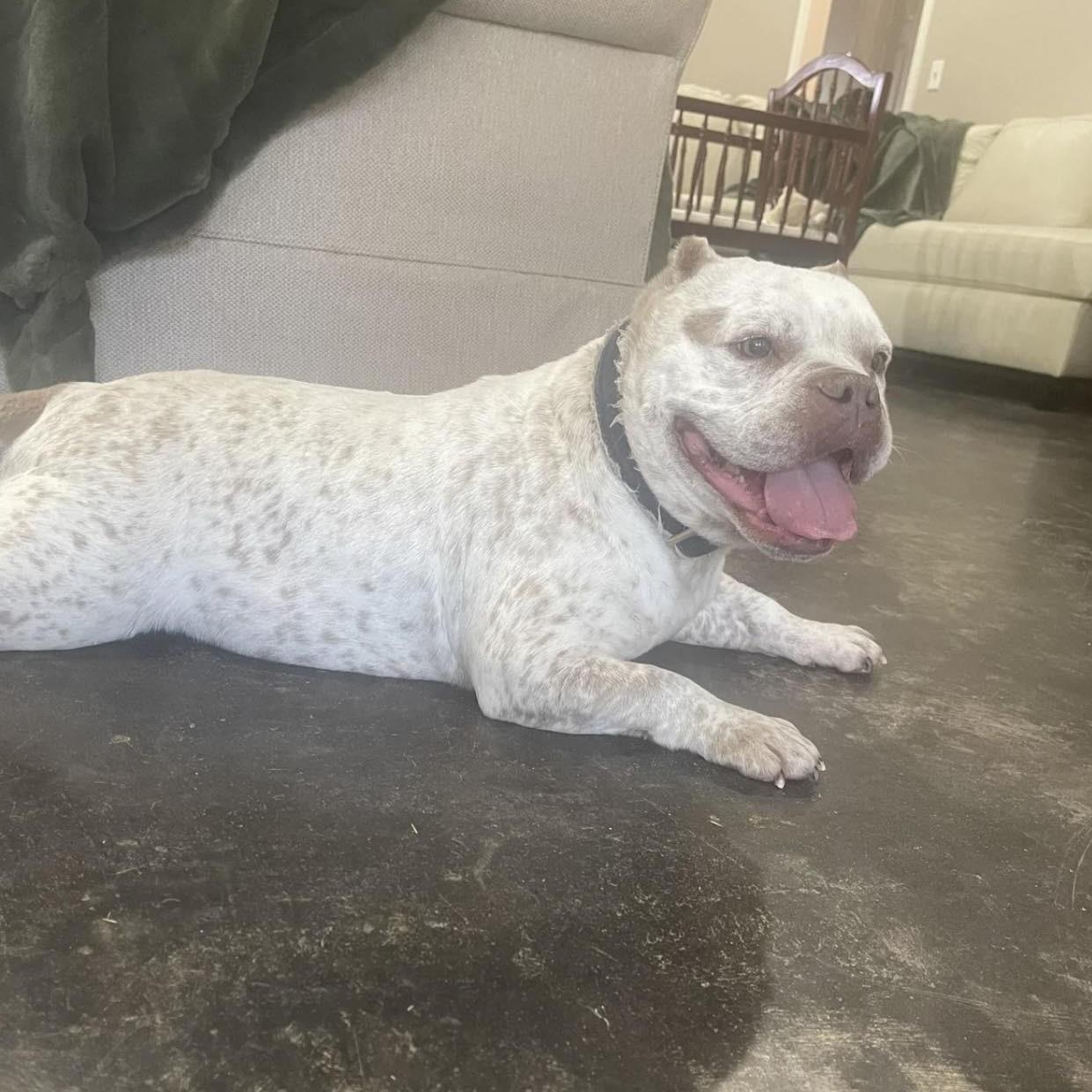 Betty , an adopted Mixed Breed in Northwood, NH image 4/4