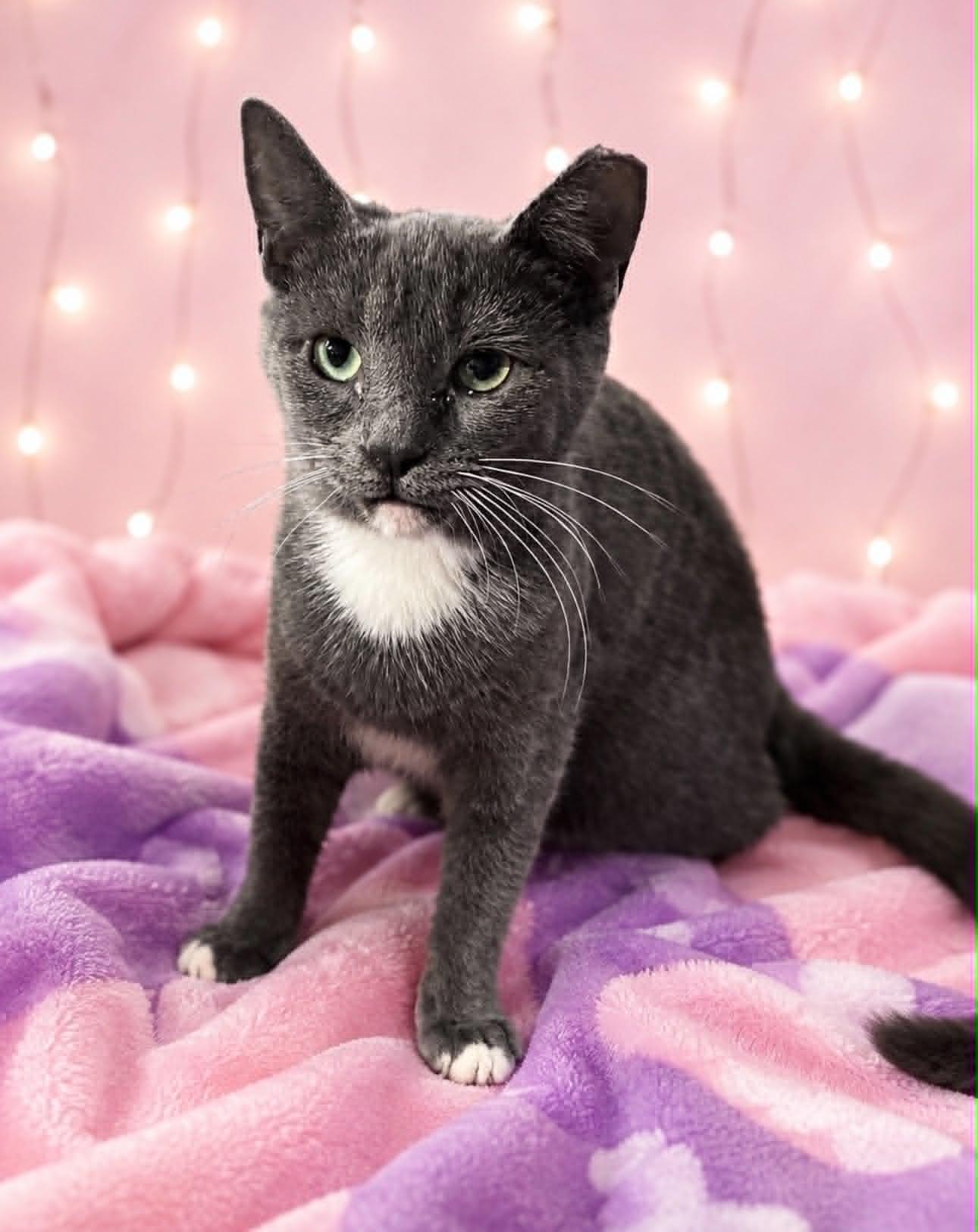 Traffic Cone, Adoptable, Kitten Female Domestic Short Hair.
