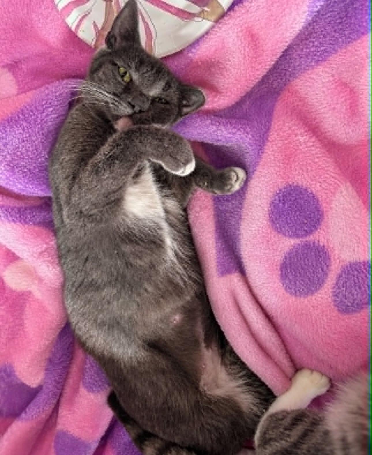 Enlarge Traffic Cone, a Adoptable Domestic Short Hair in Rixeyville, VA image 2/2