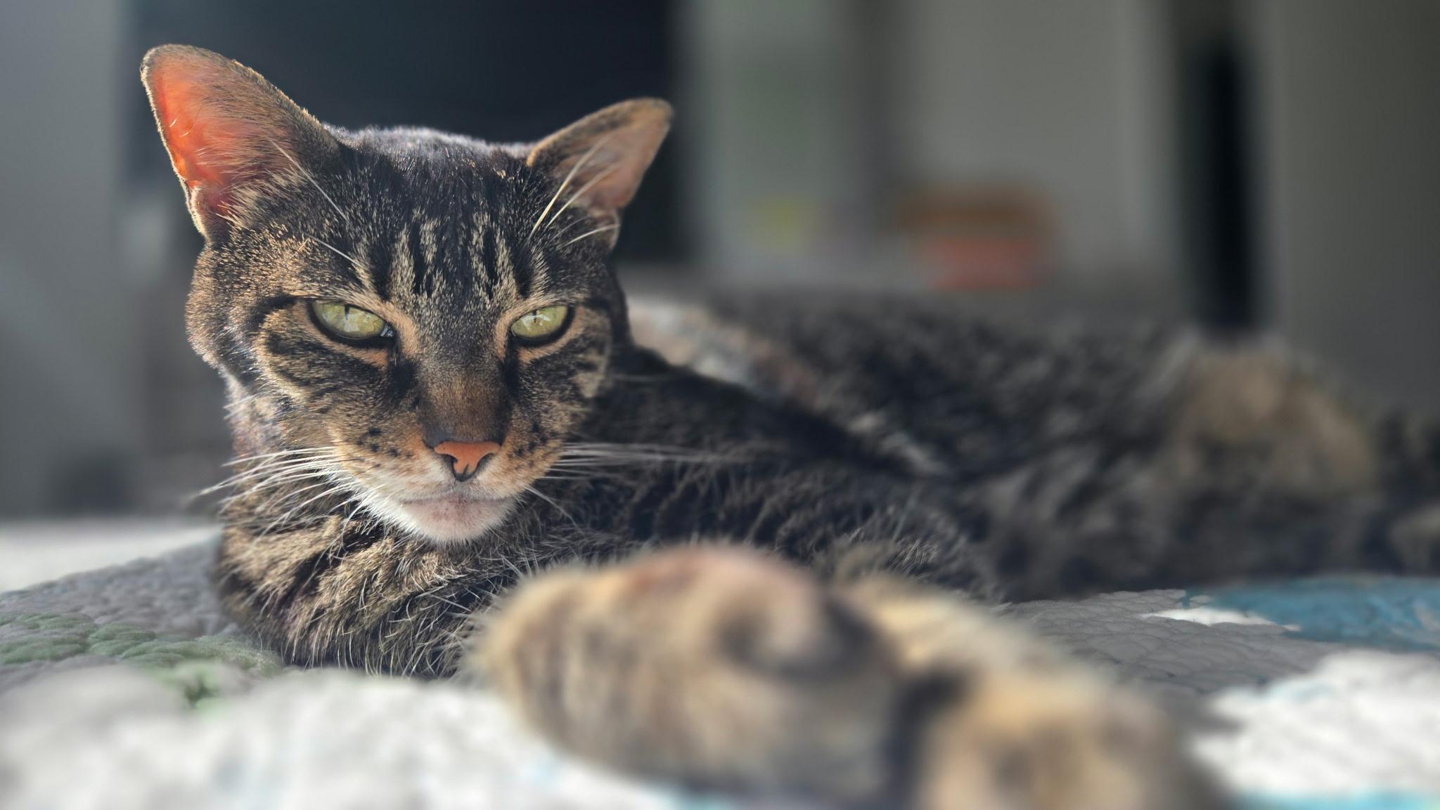 Agnes (in a foster home), a ADOPTABLE Domestic Short Hair in Melbourne, FL image 3/3
