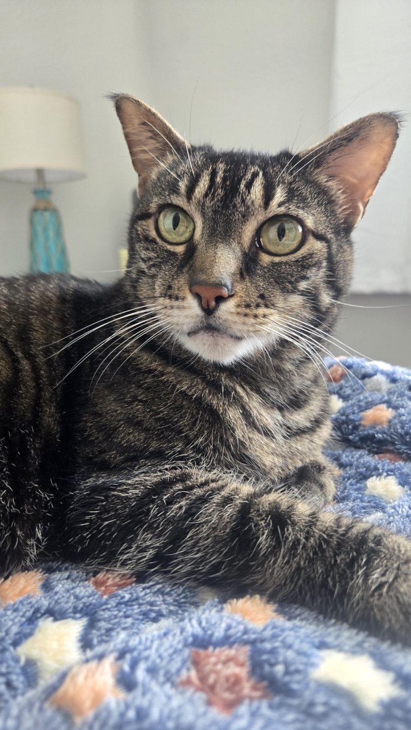 Agnes (in a foster home), a ADOPTABLE Domestic Short Hair in Melbourne, FL image 2/3