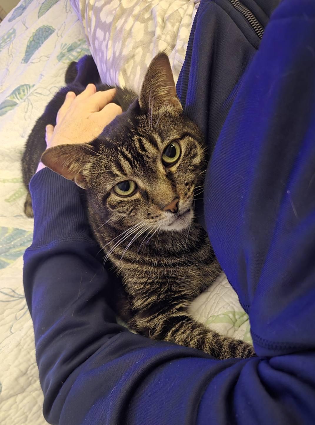 Agnes (in a foster home), a ADOPTABLE Domestic Short Hair in Melbourne, FL image 1/3