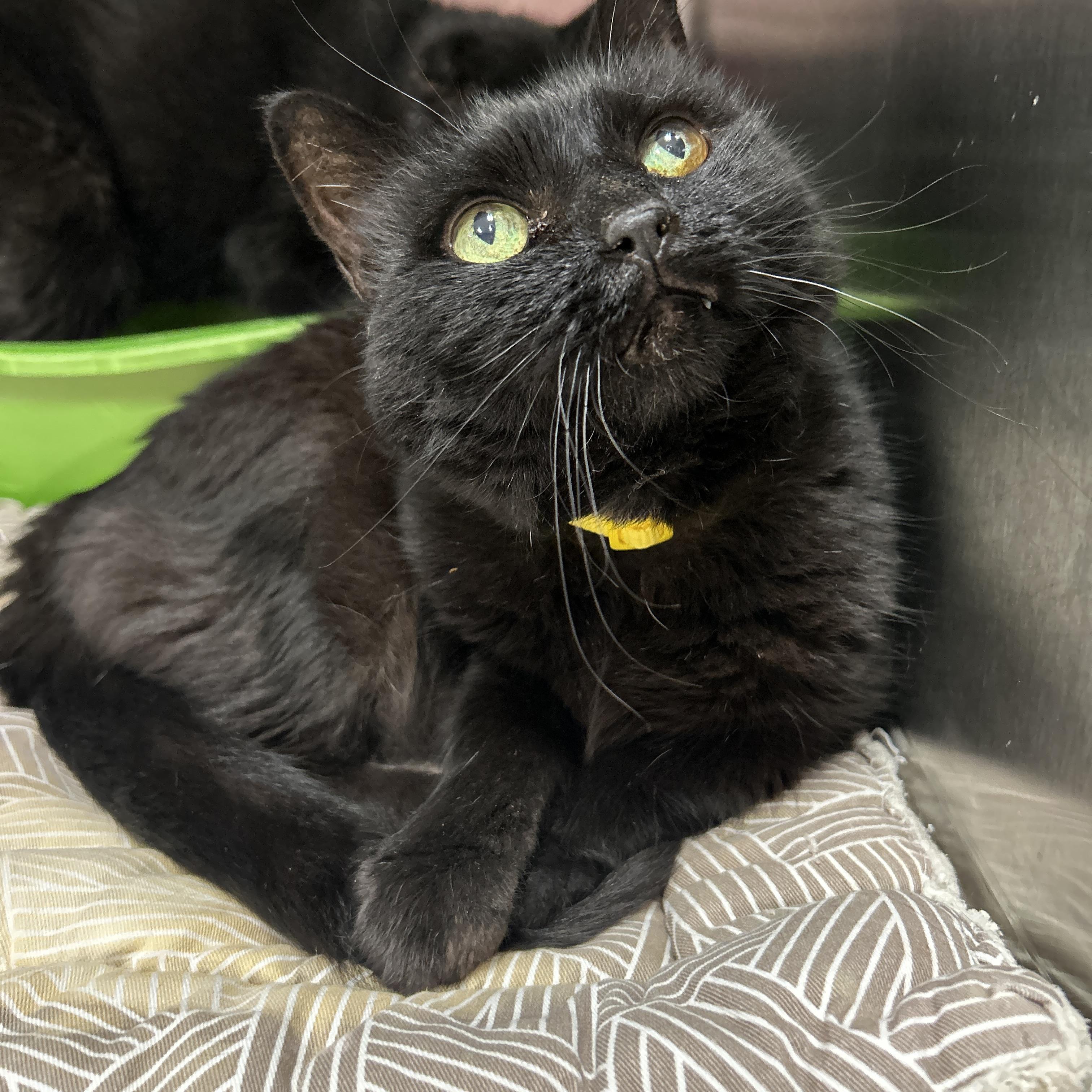 Luna & Loki (Bonded), Adoptable, Senior Male Domestic Short Hair.