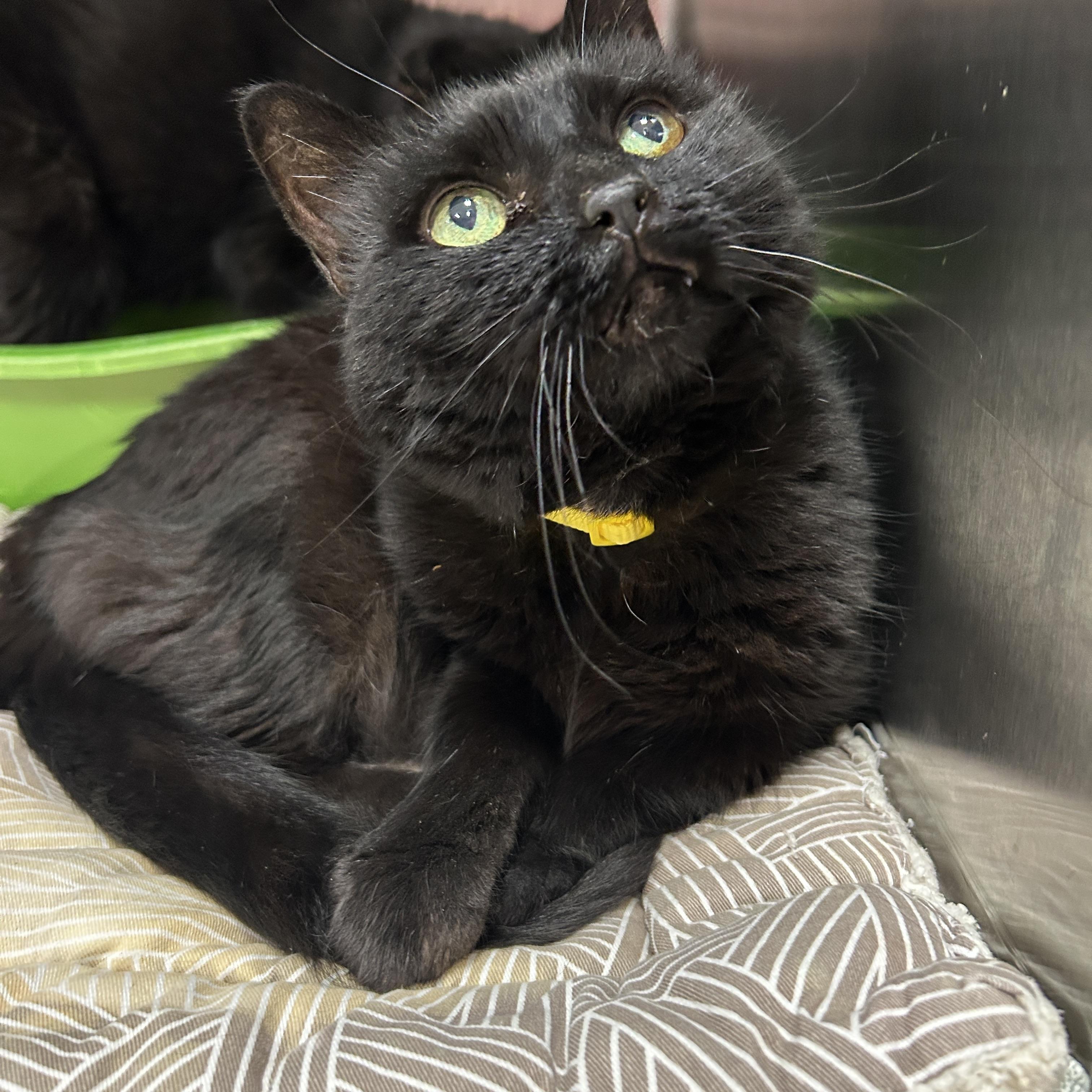 Enlarge Luna & Loki (Bonded), a Adoptable Domestic Short Hair in La Grange Park, IL image 2/5
