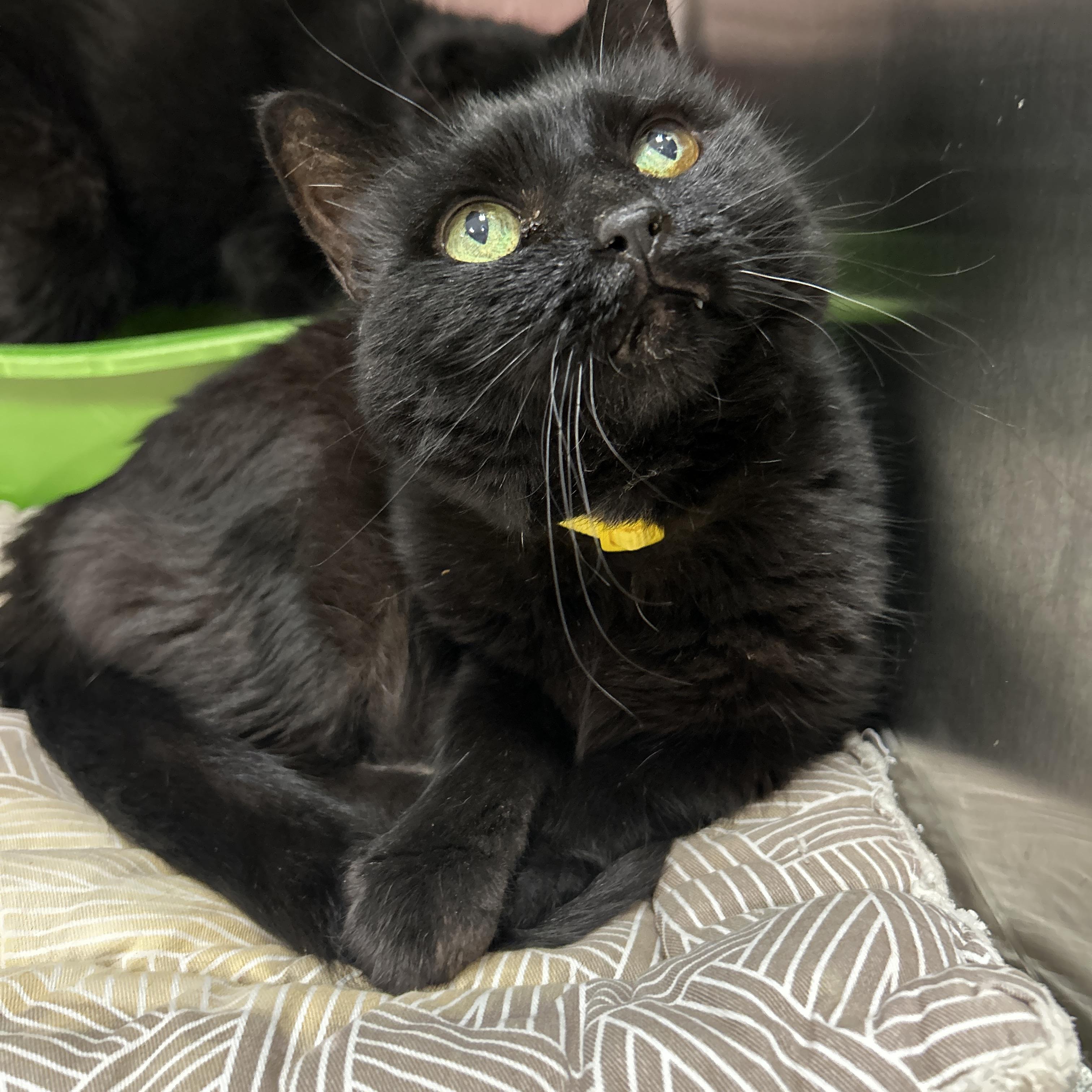 Enlarge Luna & Loki (Bonded), a Adoptable Domestic Short Hair in La Grange Park, IL image 5/5