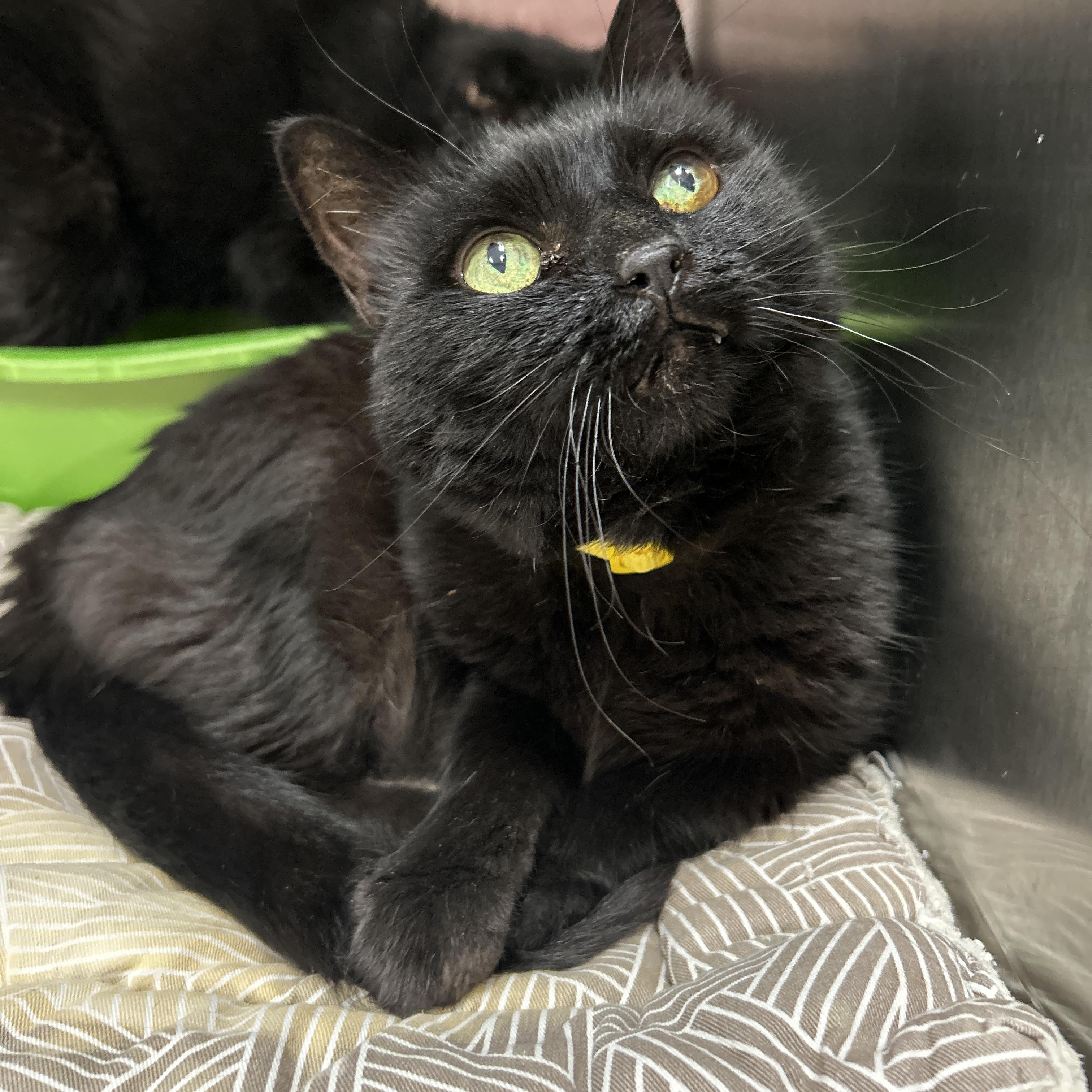 Enlarge Luna & Loki (Bonded), a Adoptable Domestic Short Hair in La Grange Park, IL image 3/5