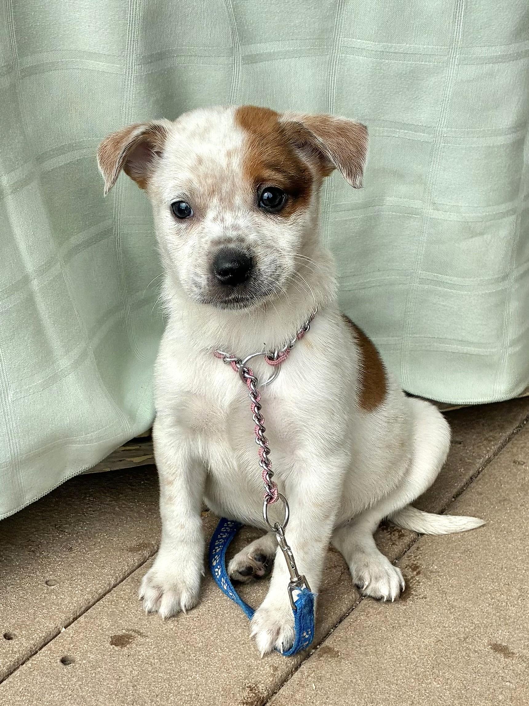 Ducki, adopted, Puppy Female Australian Cattle Dog / Blue Heeler.