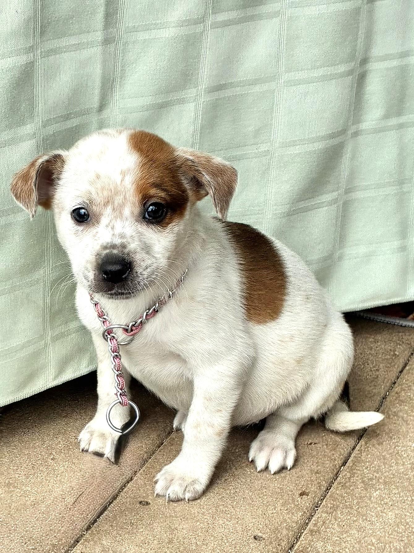 Ducki, an adopted mixed breed in West Chicago, IL image 3/3