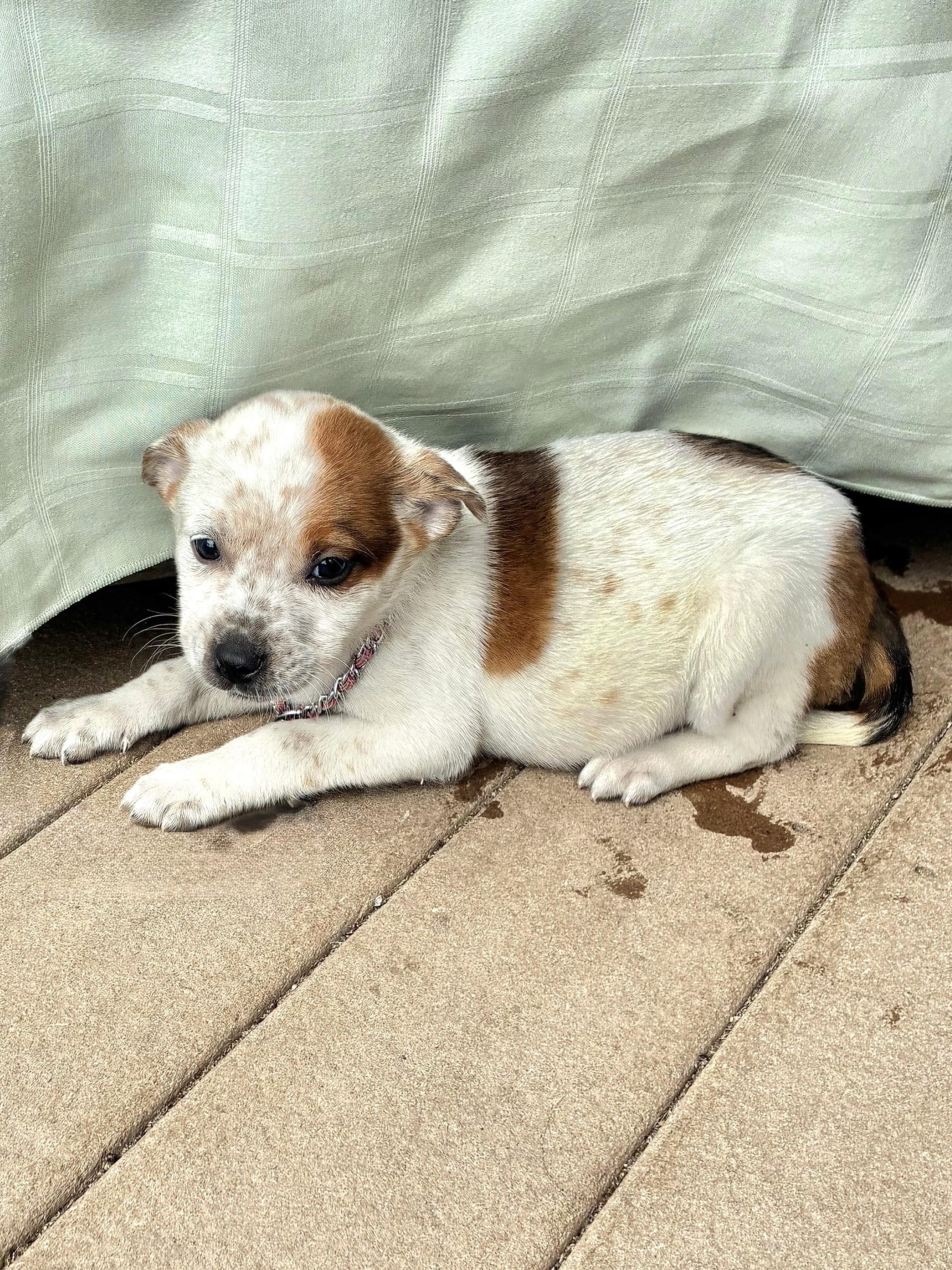 Ducki, an adopted mixed breed in West Chicago, IL image 2/3