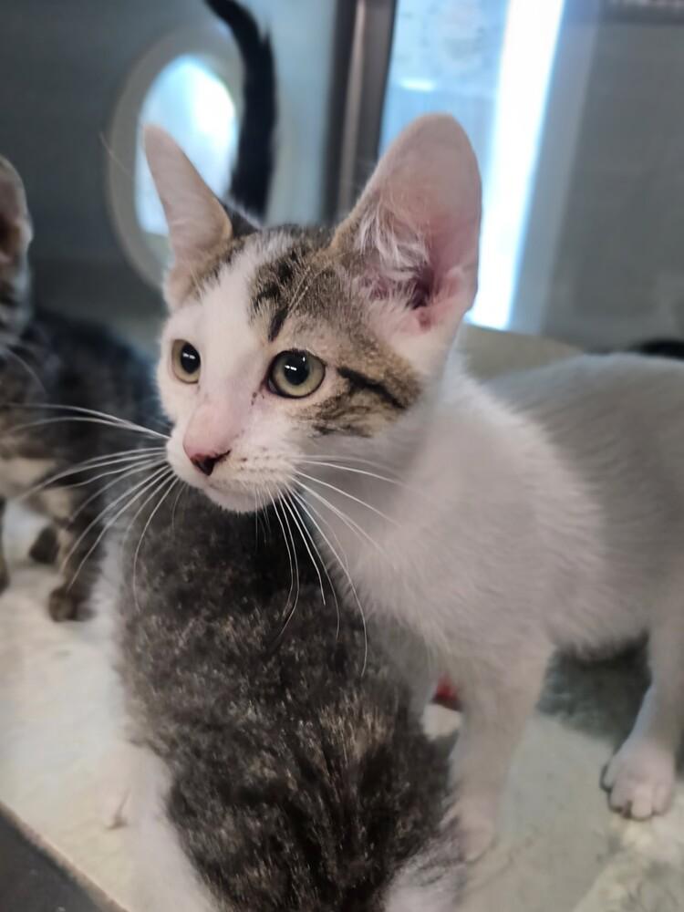 Enlarge Avocado Toast, a Adoptable mixed breed in Wellington, KS image 1/4